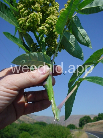 sumac, smooth